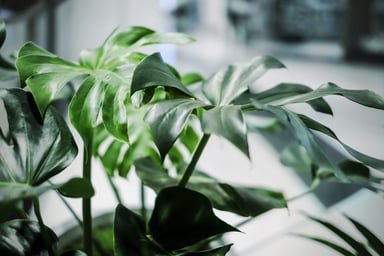Image for Seven benefits of having plants in your office