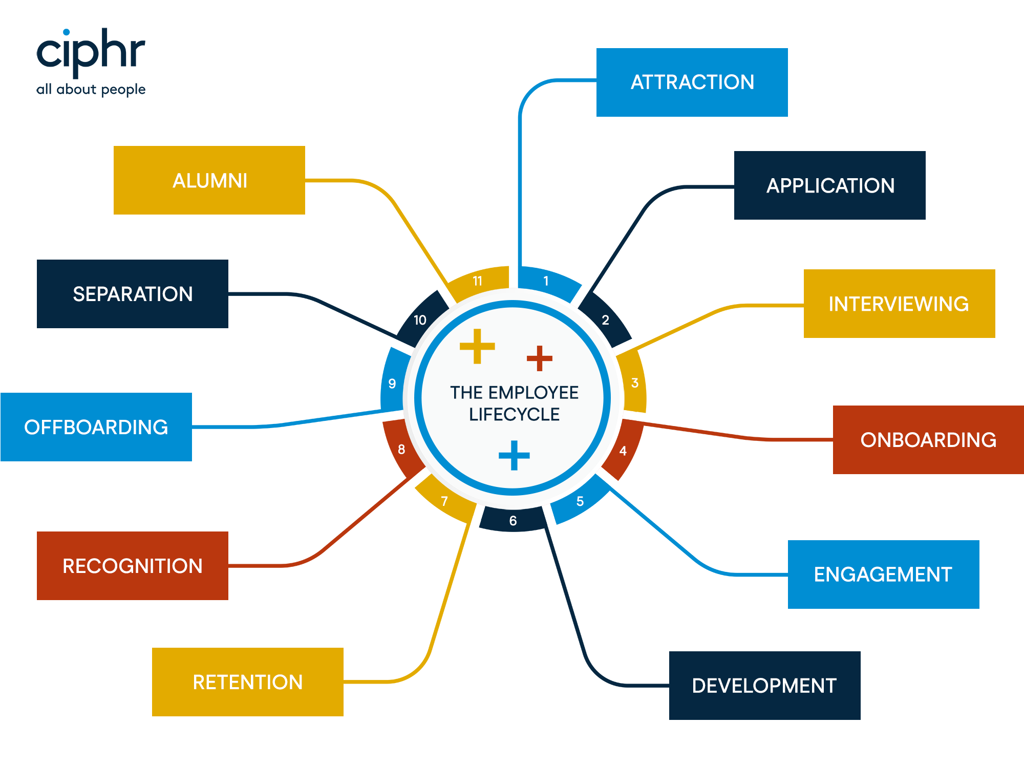 Graphic of the employee lifecycle in Ciphr branded colours. It is made up of 11 steps. In order, they are: attraction, application, interviewing, onboarding, engagement, development, retention, recognition, offboarding, separation and alumni.