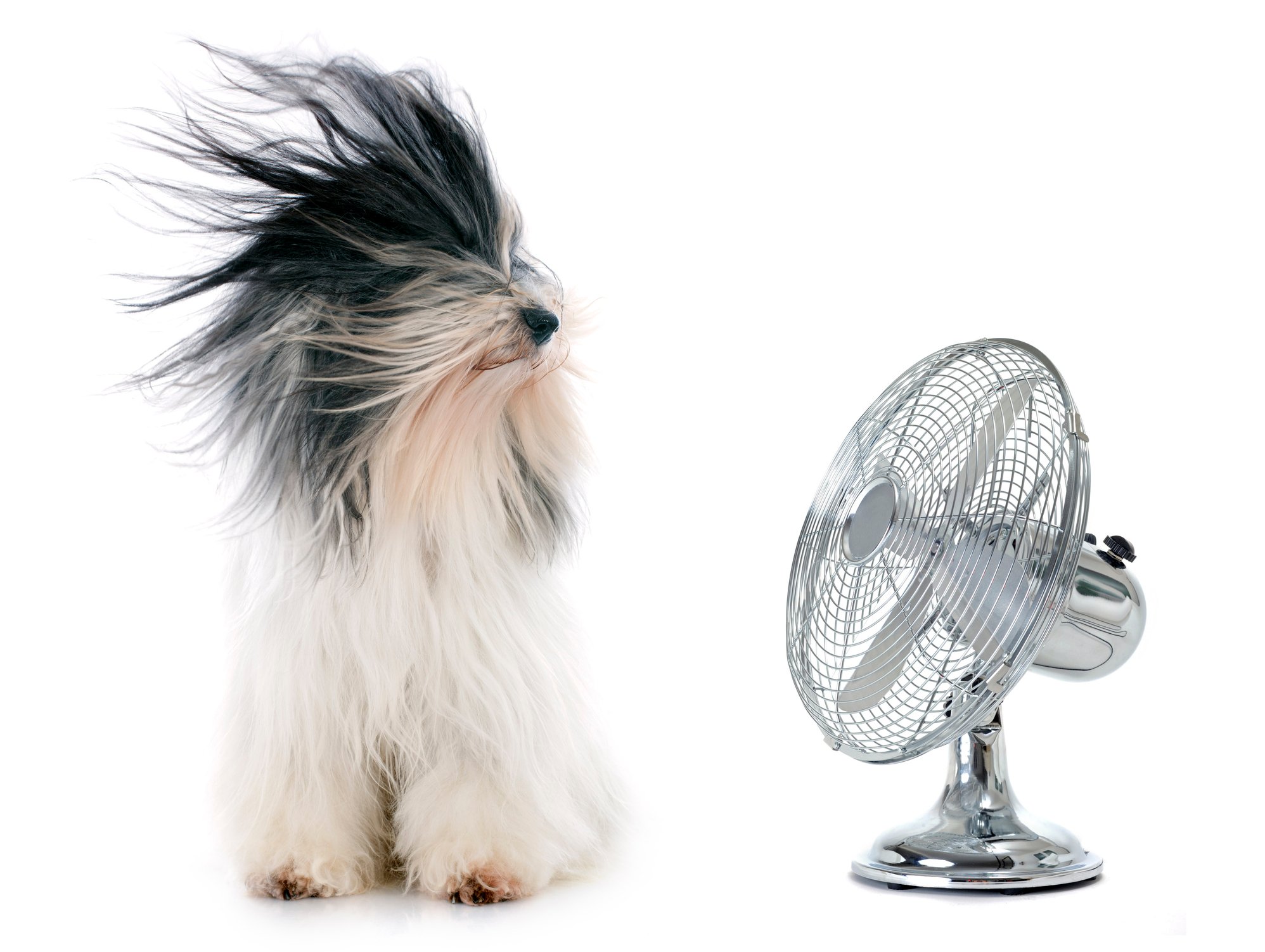 dog being blown by a fan